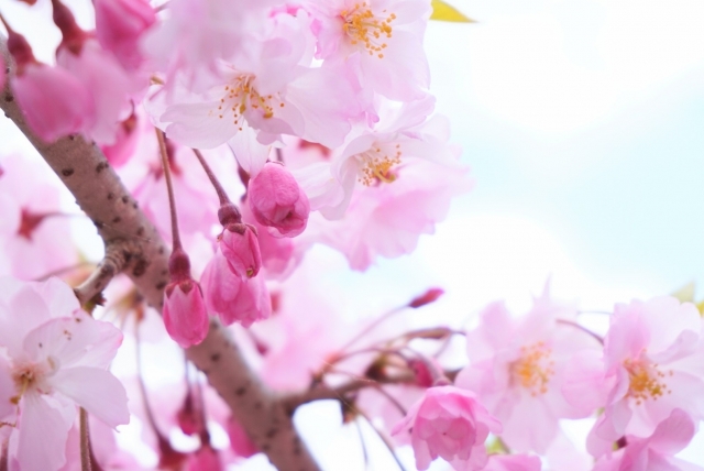 木の枝と桃色の花画像