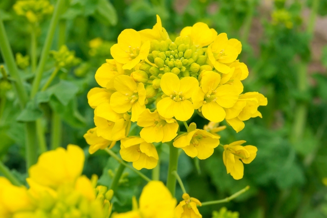 緑の葉に黄色い菜の花が映える画像