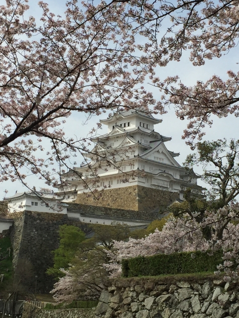 桜の花と姫路城の画像