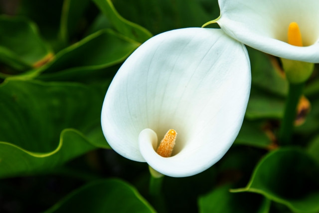 白いカラーの花の画像