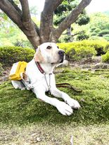 苔の上に伏せている盲導犬ガイアの画像