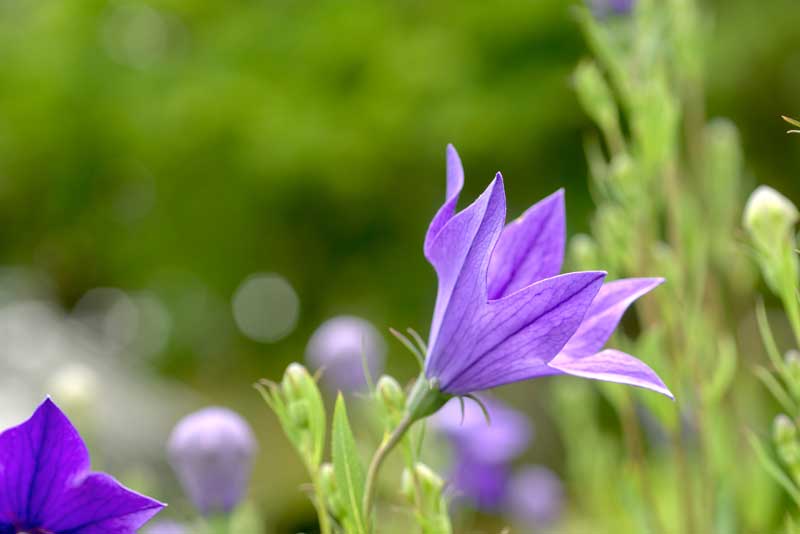 緑の葉に紫の桔梗の花画像