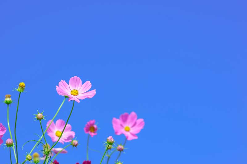 青空と、薄いピンク色の秋桜画像