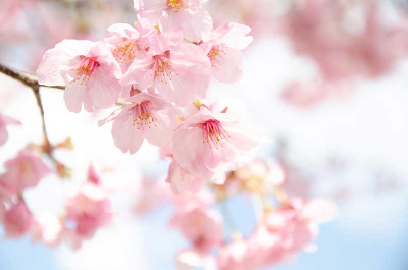 陽光桜