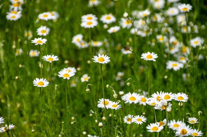 カモミールの花畑