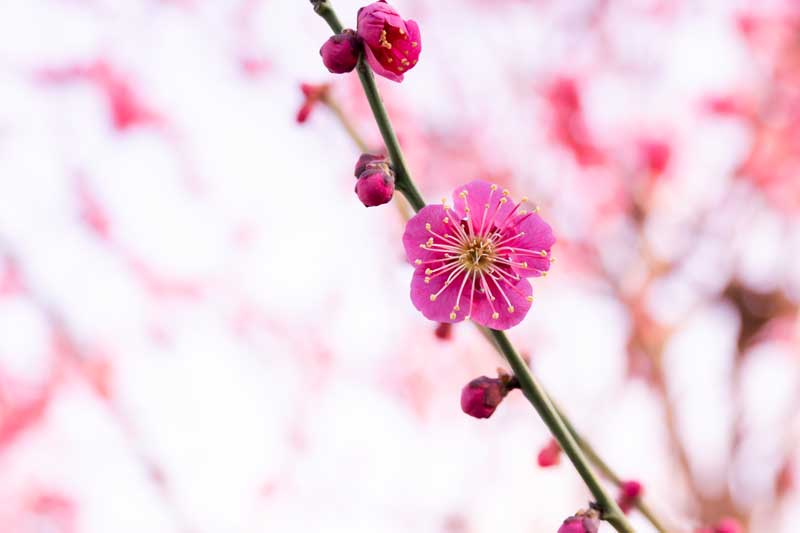 枝に咲く梅の花とつぼみの写真