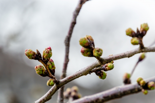 桜の季節