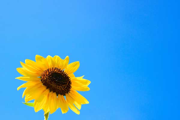 夏の青空に一輪のひまわり画像