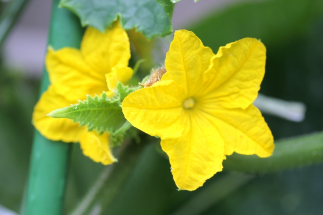 黄色いきゅうりの花画像