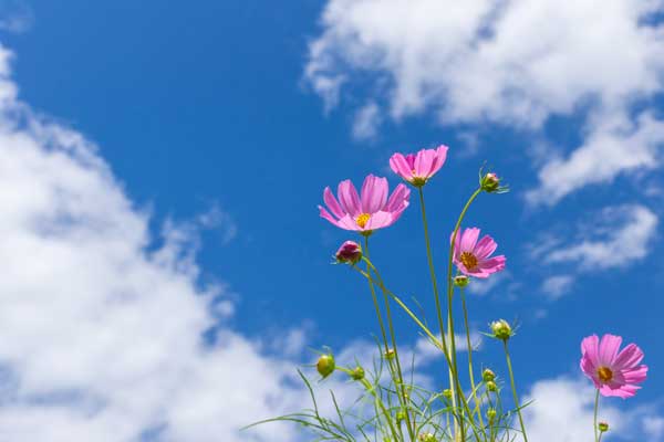 秋の空とコスモスの花画像