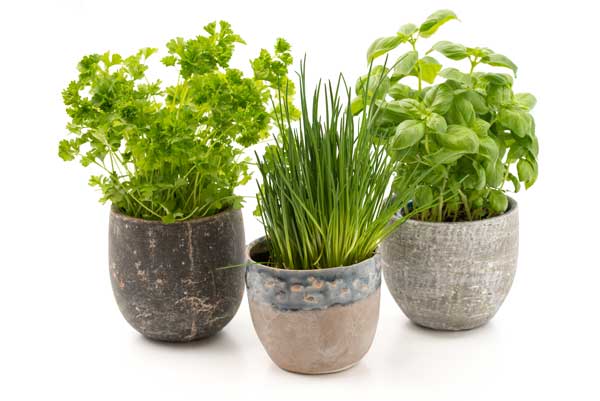 みっつ並んだ鉢植えの植物画像