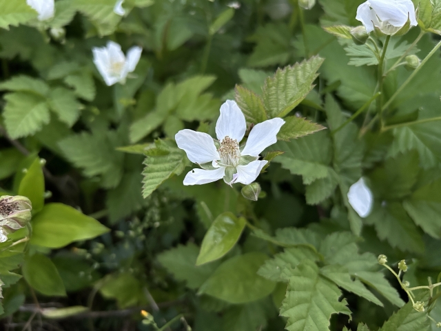 ブラックベリーの花
