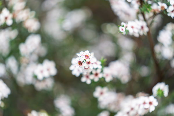 マヌカの花の画像