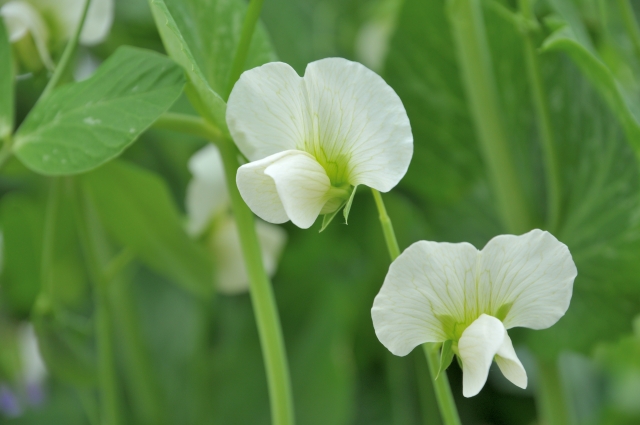 スナップエンドウの白い花画像