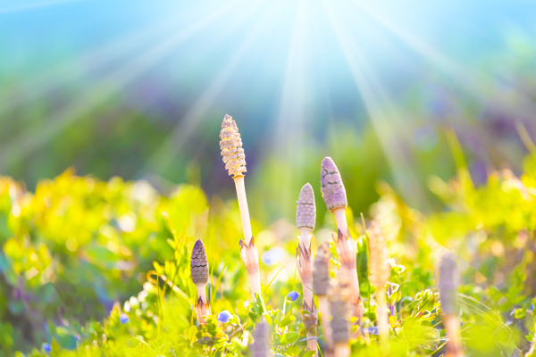 野原に顔を出すつくし画像