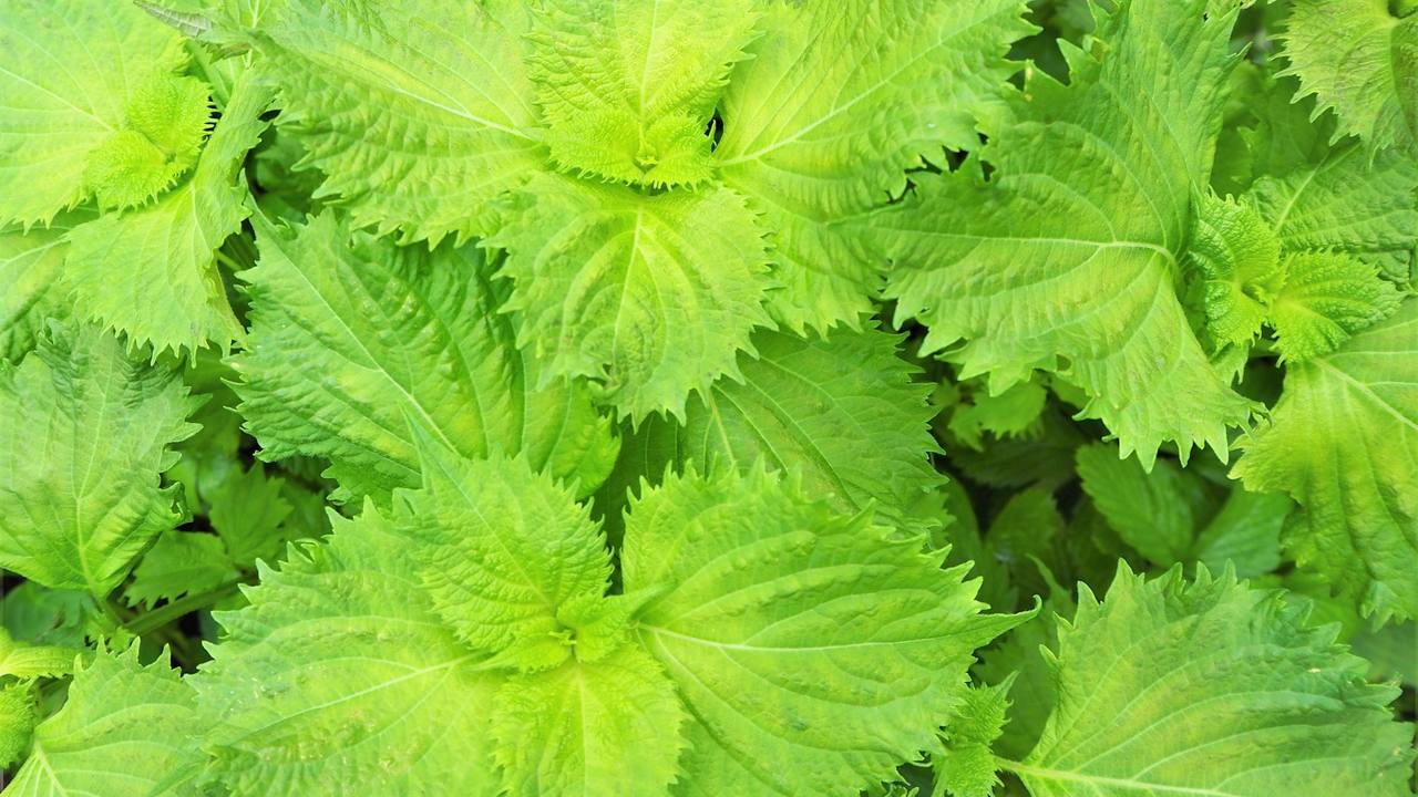 青じその葉が、いちめんに茂っている写真